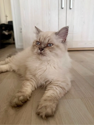 Britisch Kurzhaar Kitten 