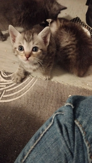 Baby katzen siam mix bhk