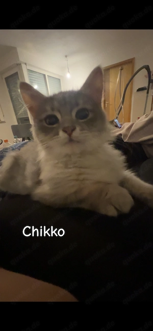 Katzen Familie zu verkaufen 