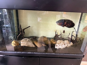 aquarium mit 4 oskas zu verkaufen 