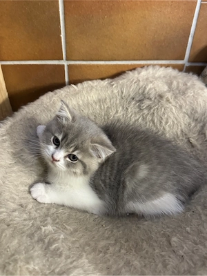 BkH Kitten  Bild 4