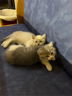 BkH Kitten  Bild 3