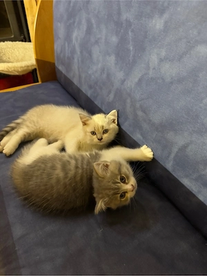BkH Kitten  Bild 2