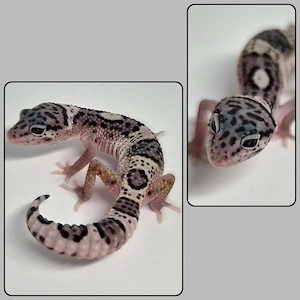 Mack Snow Black Night het Eclipse poss Ghost