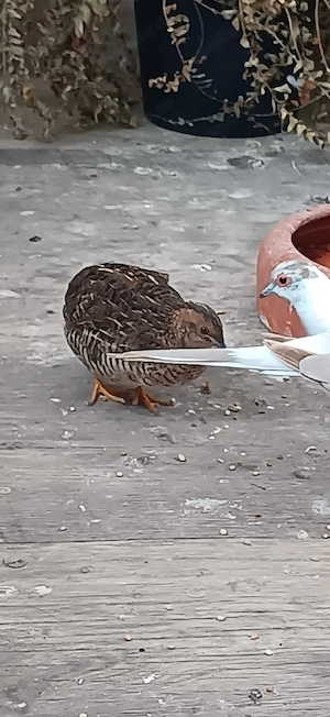 Chinesische Zwergwachtel weibchen wildfarben