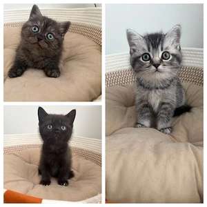 BKH  Kitten 