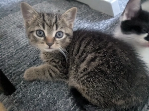 Kitten kostenlos abzugeben