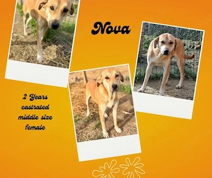 nova hündin sucht ab oktober