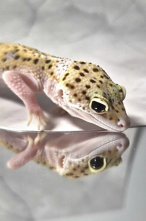 Lavender Eclipse het Tremper pos Ghost 