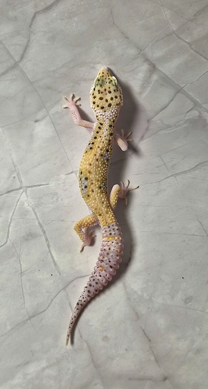 Lavender Eclipse het Tremper pos Ghost 