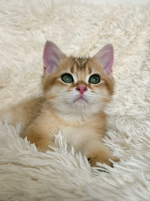Kitten mit Champion-Stammbaum - Süßes BKH-Kätzchen (Junge)