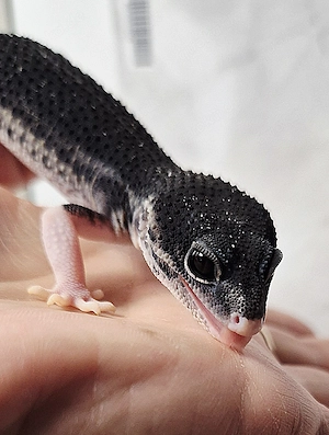 Mack Snow Black Night Eclipse (Panda Line)