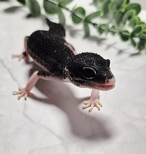 Mack Snow Black Night Eclipse (Panda Line)
