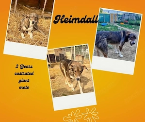 heimdall rüde sucht ab oktober