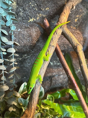 phelsuma grandis Dame