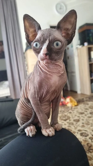 Wunderschöne Sphynx Kitten mit Tasthaare suchen neues zu Hause