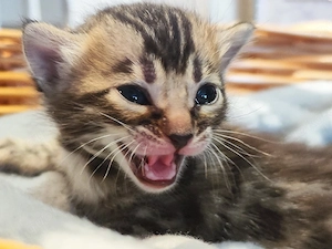 Bengalkitten 