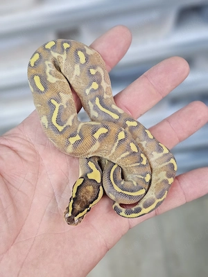 0.1 Enchi Freeway 100% het Clown Königspython, Python Regius 
