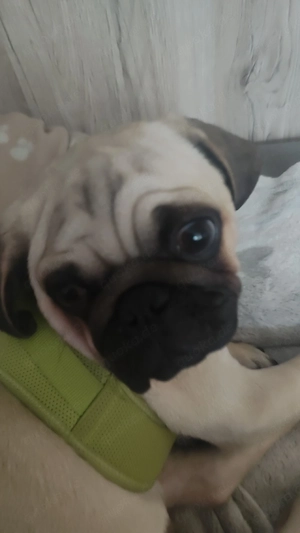 mops welpe 
