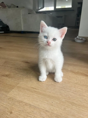Britisch Kurzhaar Kitten 
