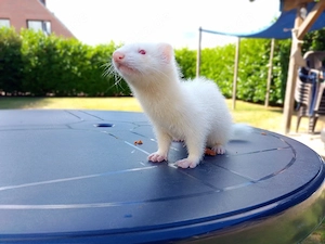 Frettchen Welpen 