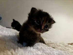 kitten suchen zuhause