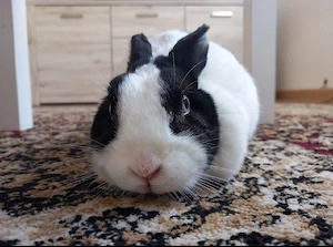 Kaninchen Mina