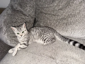 katzen bkh Bild 2