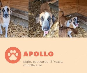 apollo kastriert rüde aucht ab oktober