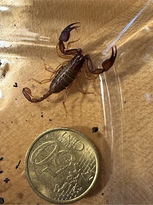 Skorpion zu verkaufen 0,0,2 Euscorpius tergestinus