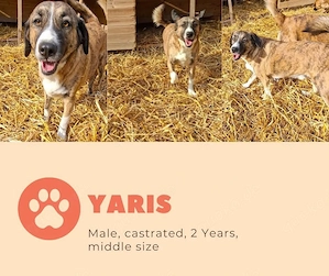 yaris kastriert rüde sucht ab oktober 