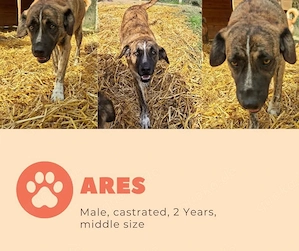 ares kastriert rüde sucht ab oktober