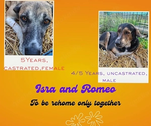 tara und romeo nur zusammen ab oktober