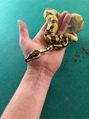Königspython 0.1 2025 Enchi Pastel Fire YB het desert ghost