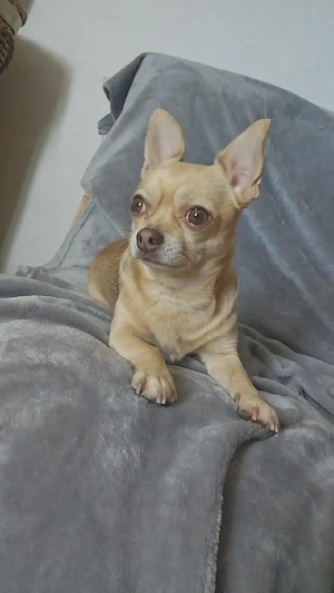 Chihuahua Rüde   3 Jahre   500   VB