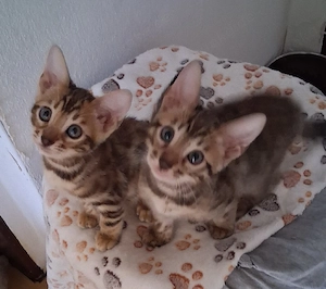 Bengal Babys