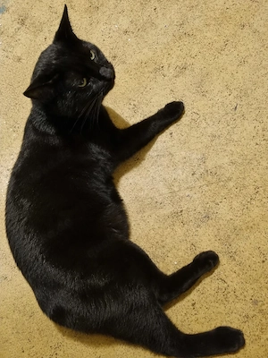 Lieber Kater sucht neues Zuhause Bild 2