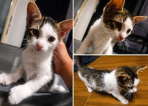 Liebevolle junge Katze sucht ein neues Zuhause