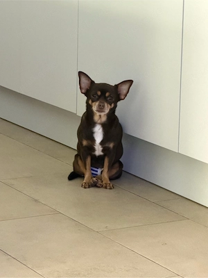 suche DECKRÜDE chihuahua merle lilac blue
