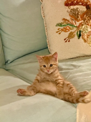 Katzenmädchen zu verkaufen 
