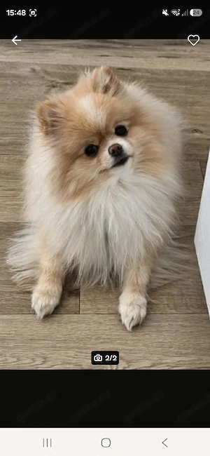pomeranian zwergspitz 