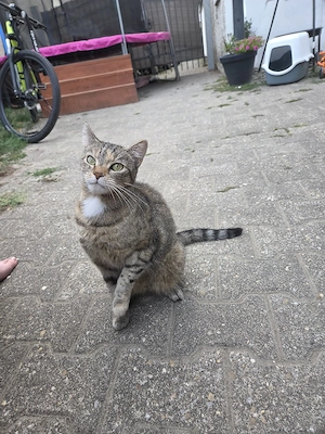 Katze sucht zu Hause 