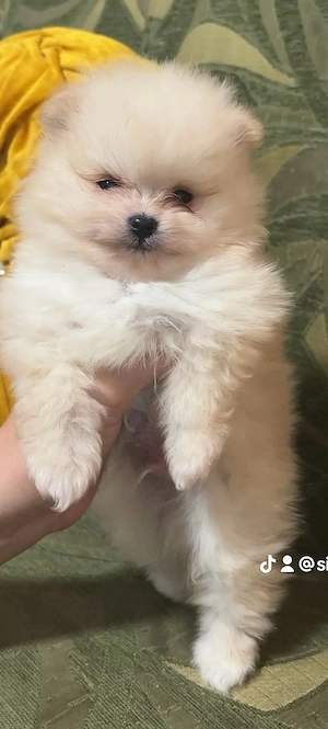 Pomeranian Boo Welpen