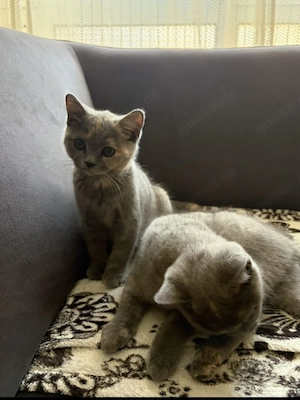 britisch kurzhaar Katze Bild 2