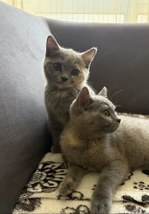 britisch kurzhaar Katze Bild 3