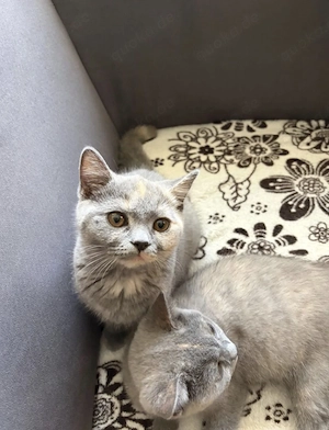 britisch kurzhaar Katze Bild 4