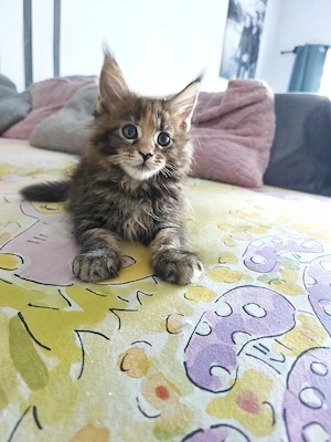 Reinrassige Maine Coon Kitten 