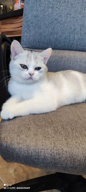 BKH Kitten 