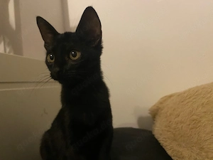 schwarzes kitten weiblich mit extras