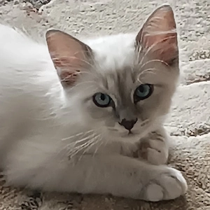 Reinrassige Heilige Birma Kitten